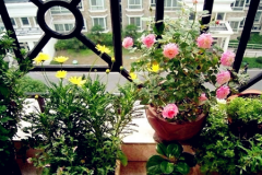 <b>室內(nèi)風(fēng)水適合擺放什么植物？</b>