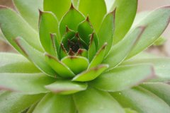 <b>房子裝修后放什么植物好？</b>